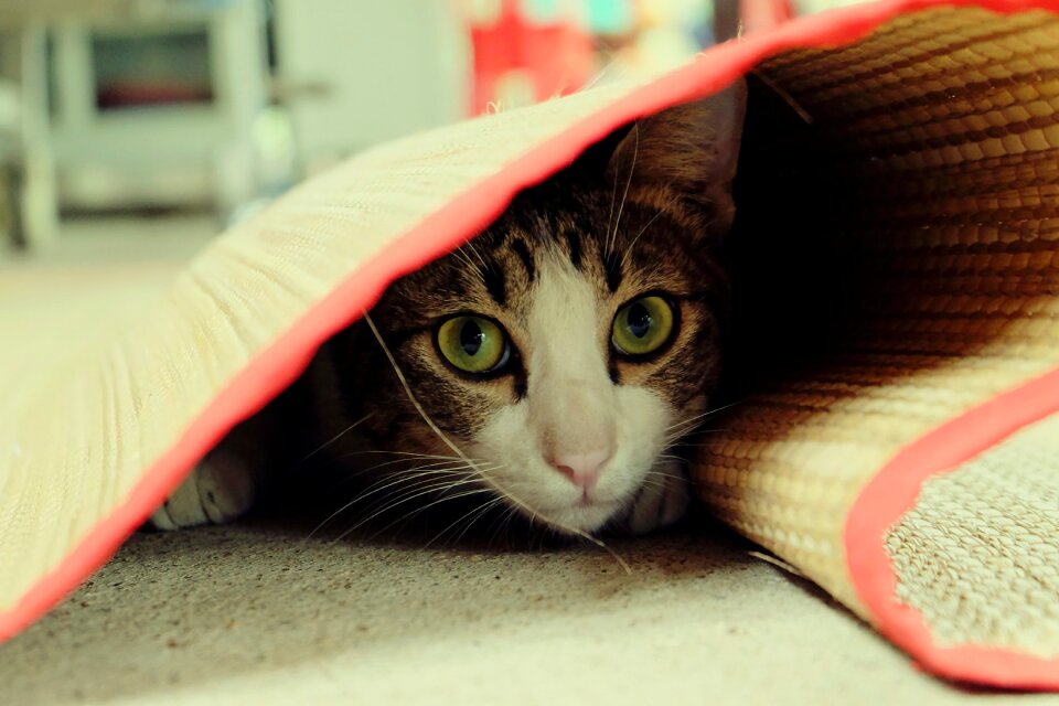 Pets cute secretly