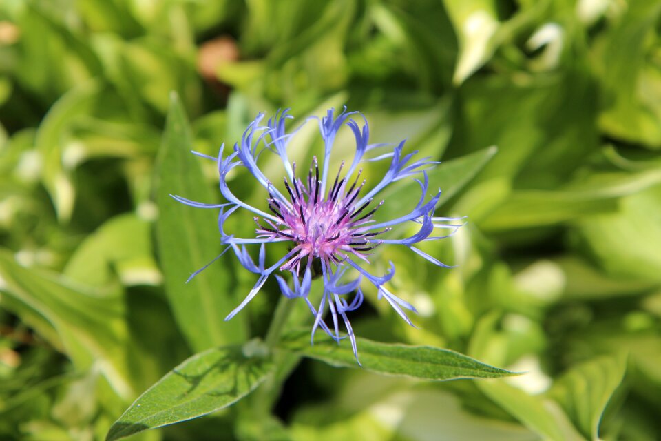 Blue flower nature blue flowers