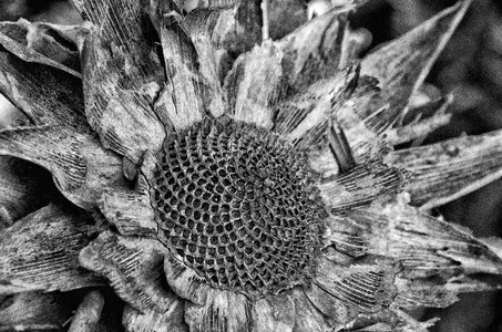 Decay atmosphere plant
