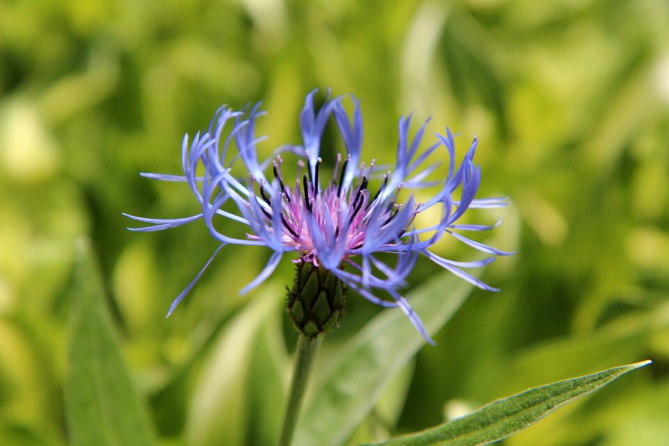 Blue flower nature blue flowers