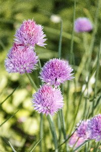 Chives purple nature