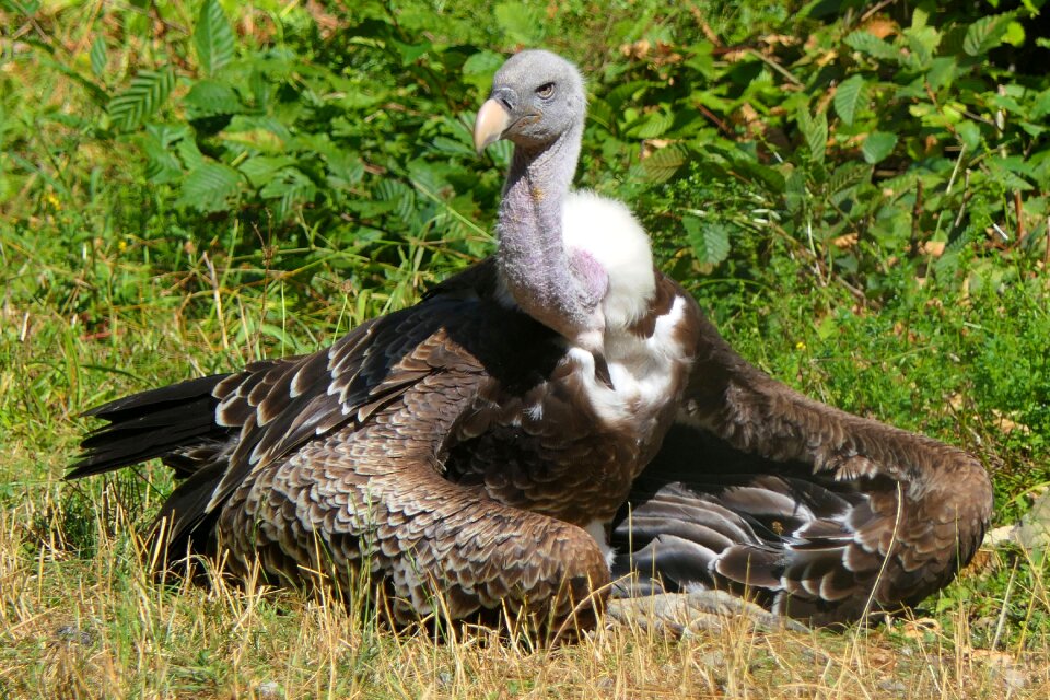 Animal world bird close up