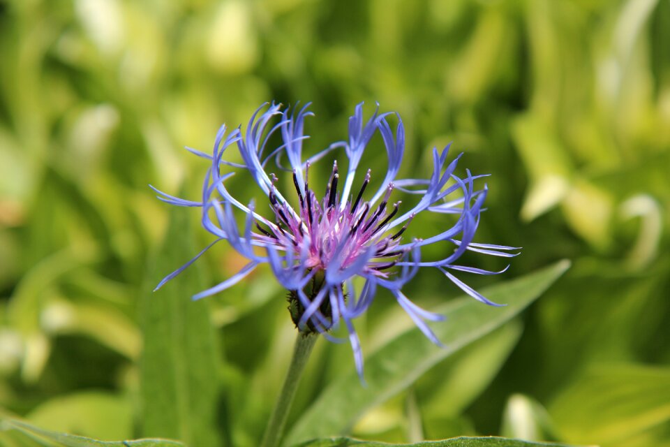 Blue flower nature blue flowers