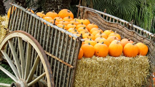 Colorful autumn harvest