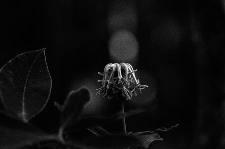 Flower leaves bokeh photo