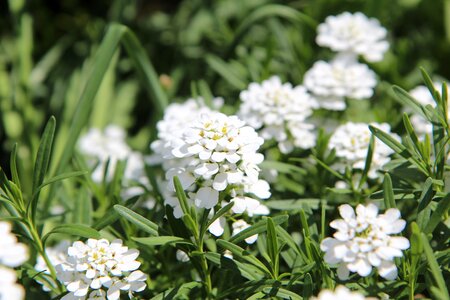 Rockery white flower flowering