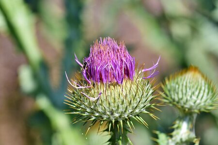 Spur prickly flower photo