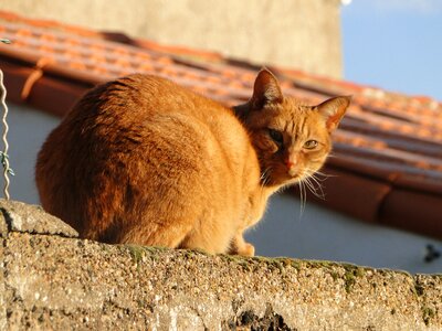 Feline garden red cat