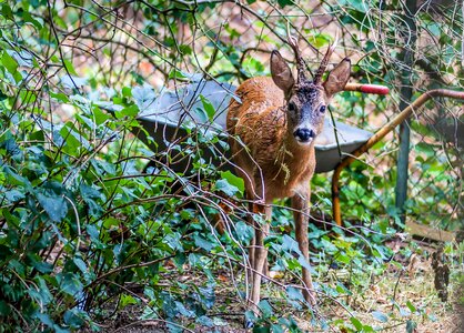 Nature scheu forest animal