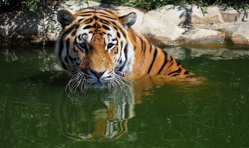 Predator water eyes