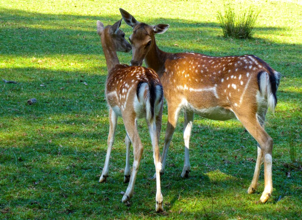 Fallow deer kitz mother and child
