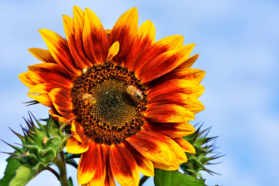 Bloom yellow summer