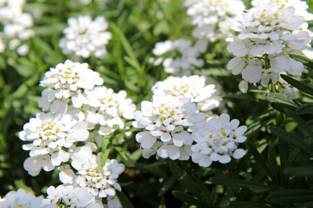 Rockery white flower flowering photo