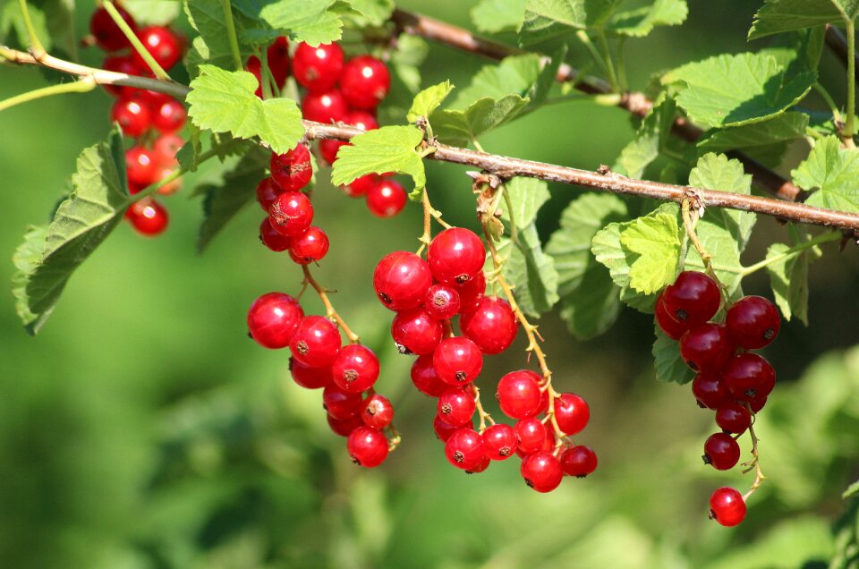 Red currant food bush