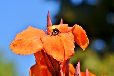 Ginger like floral tube greenhouse flower photo