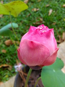 Flower flower bud lotus bud