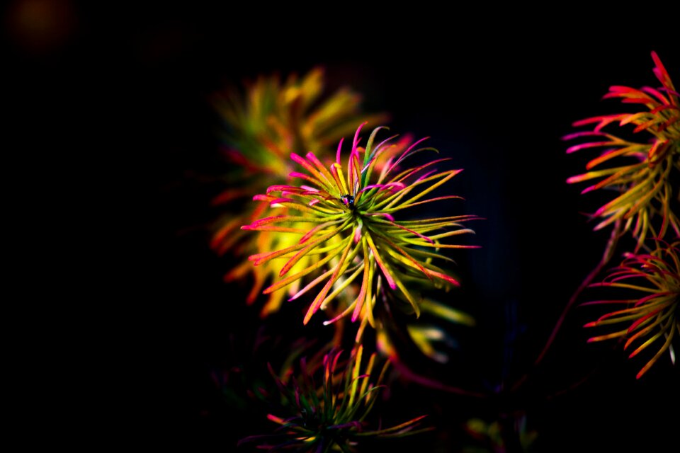 Plants close beauty