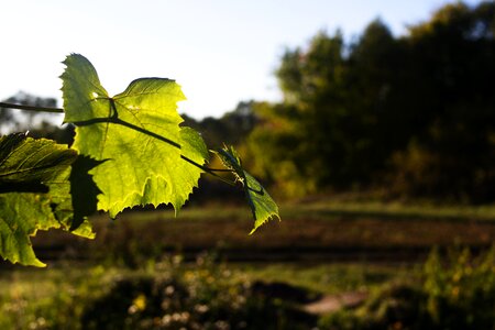 Vegetable leaves backlight