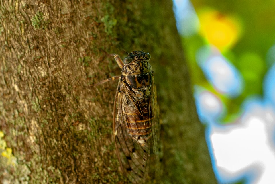 Tree cicadidae hétérométaboles