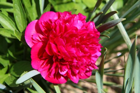 Red flower flowering spring-flowering