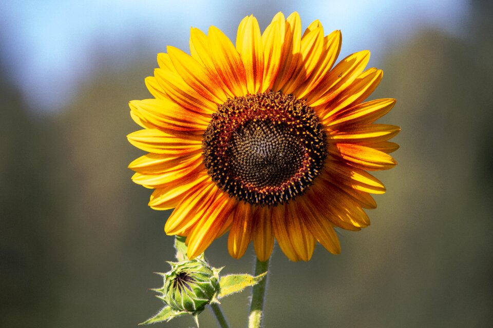 Yellow nature bloom