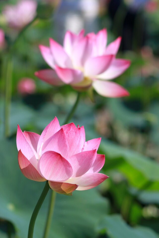 Flowers water lilies plants photo