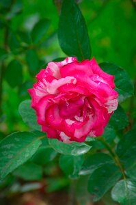 Spring summer rosa