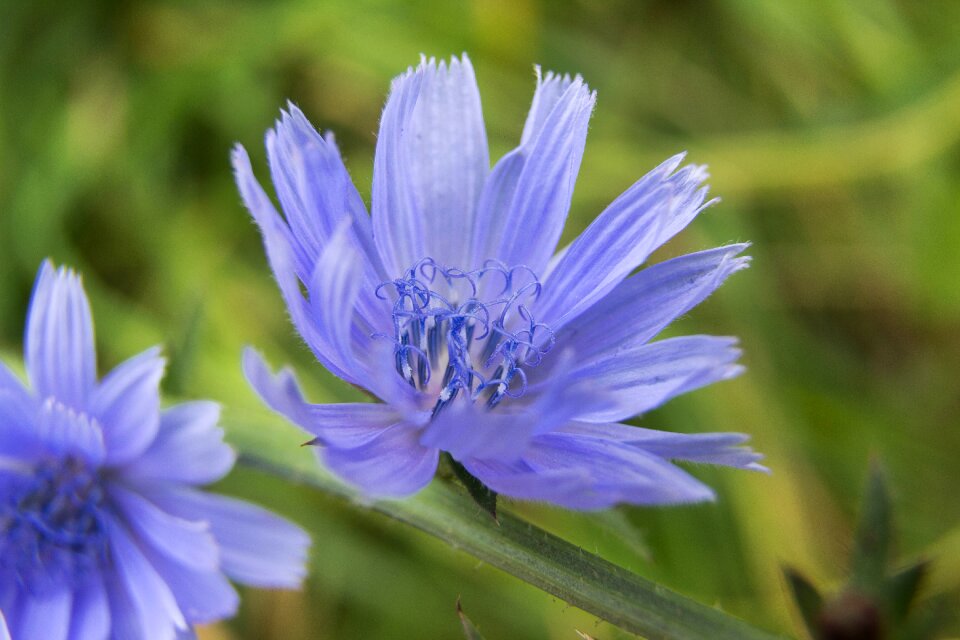 Blue plants flower