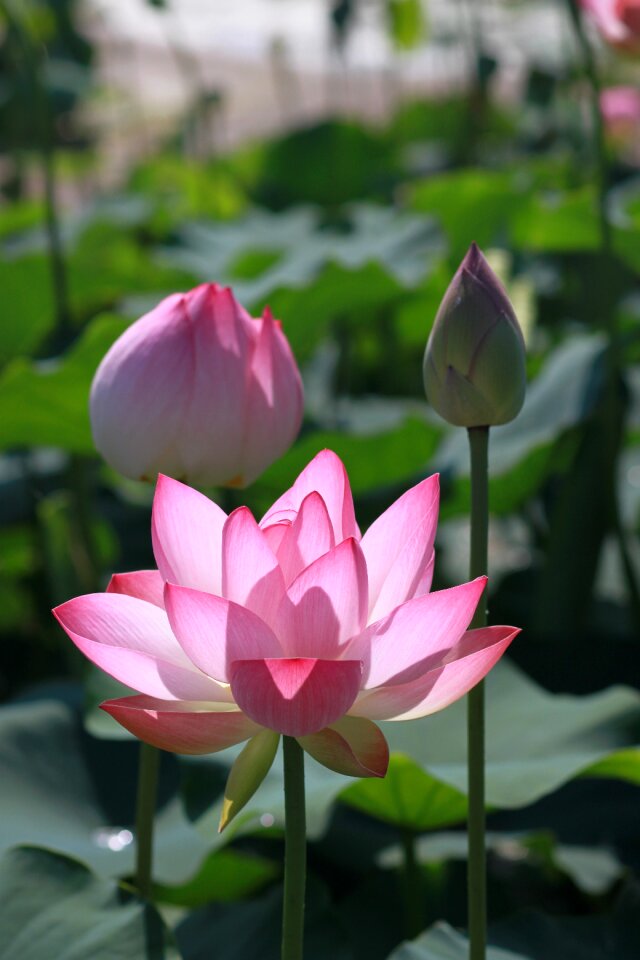 Flowers water lilies plants