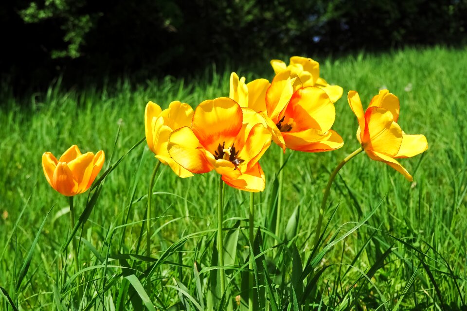 Plant garden tulip