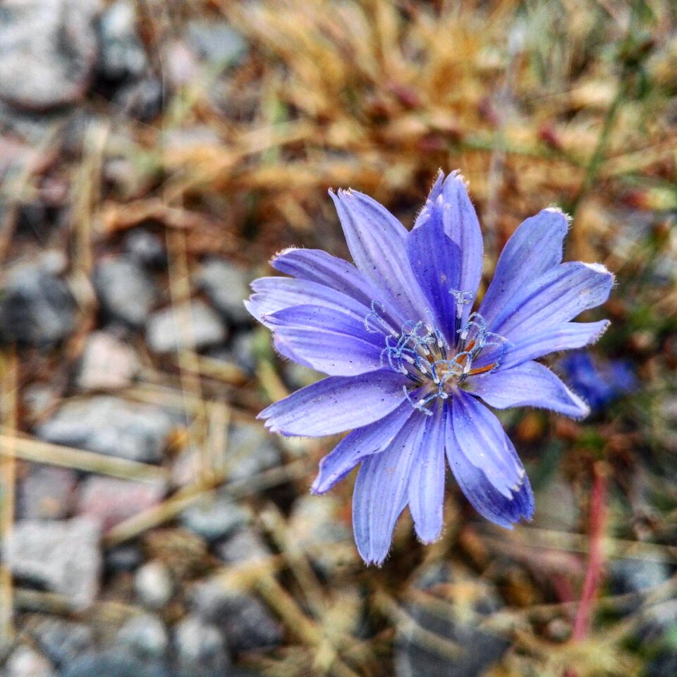 Blue plants flower