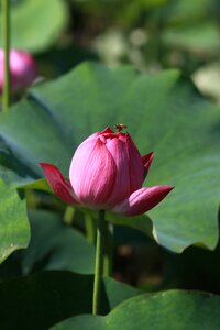 Flowers water lilies plants photo