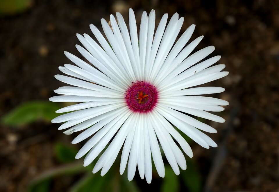 Between the metro bonds and the handling white flowers ice plant