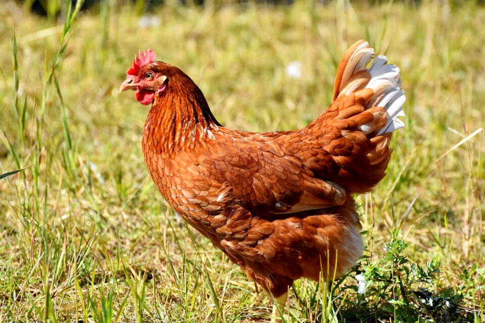 Poultry agriculture livestock