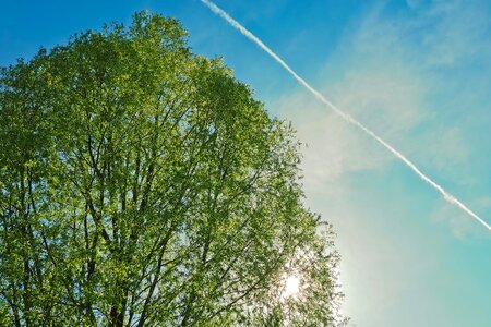 Tree cloud summer