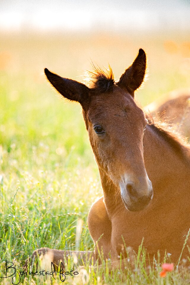 Natural wild horses