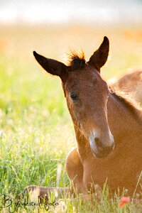 Natural wild horses