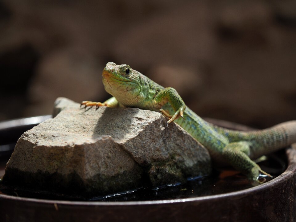 Reptile nature head