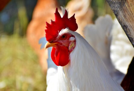 Comb chicken gockel