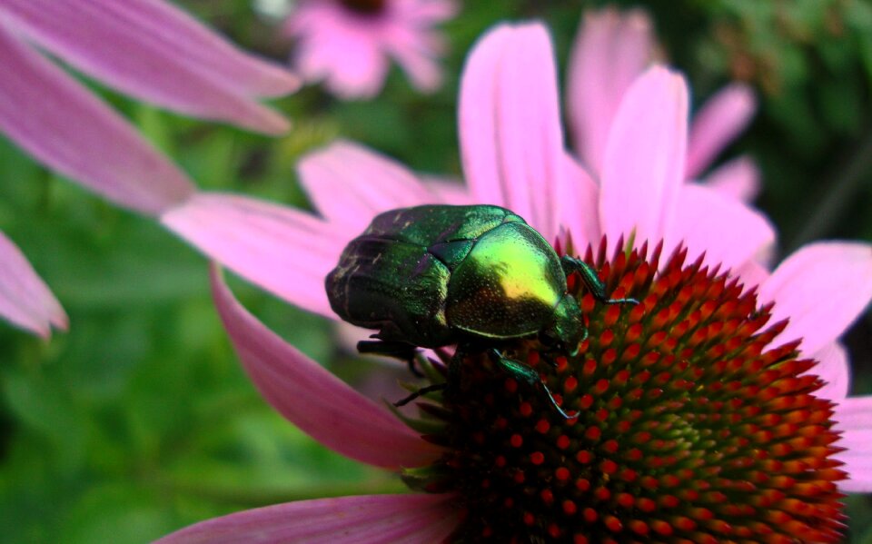 Flowers macro insect