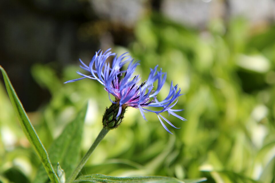 Wild flowers flowering spring