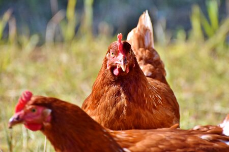 Poultry agriculture livestock photo