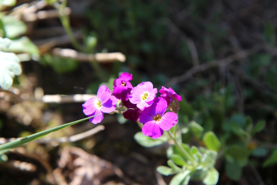 Borders with flowers flowers purple flowering