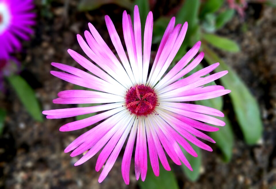 Between the metro bonds and the handling ice plant pink