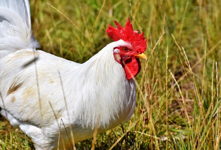 Comb chicken gockel