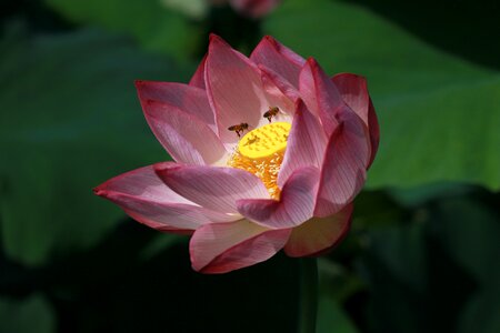 Flowers water lilies plants photo