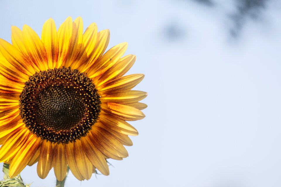 Summer flower blossom