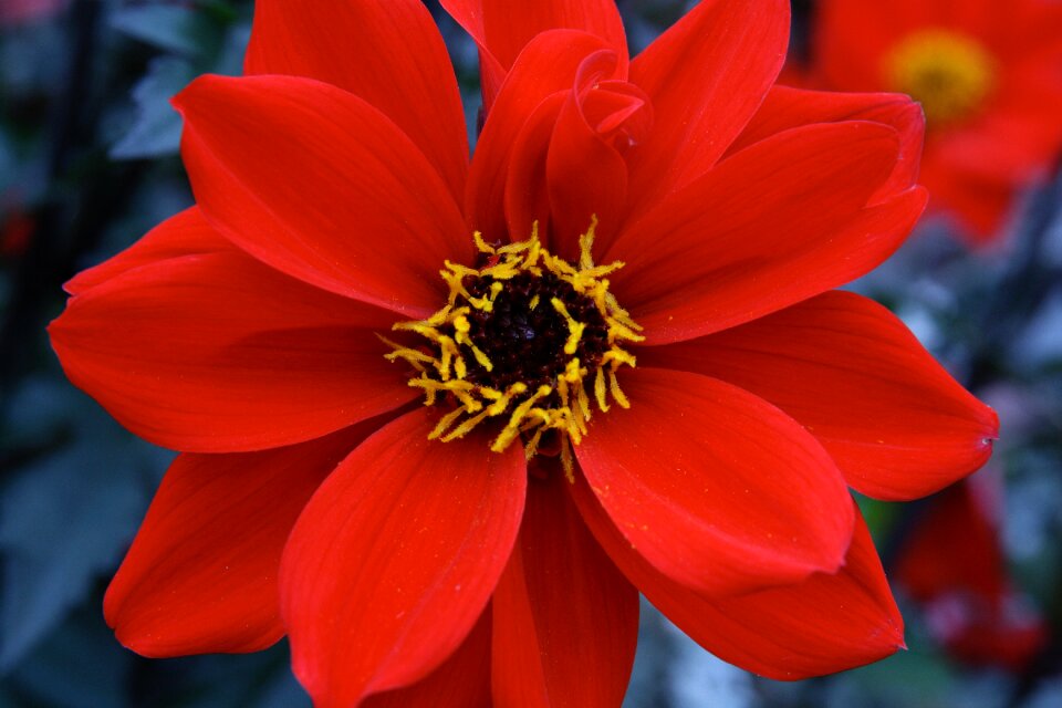 Red dahlia petals