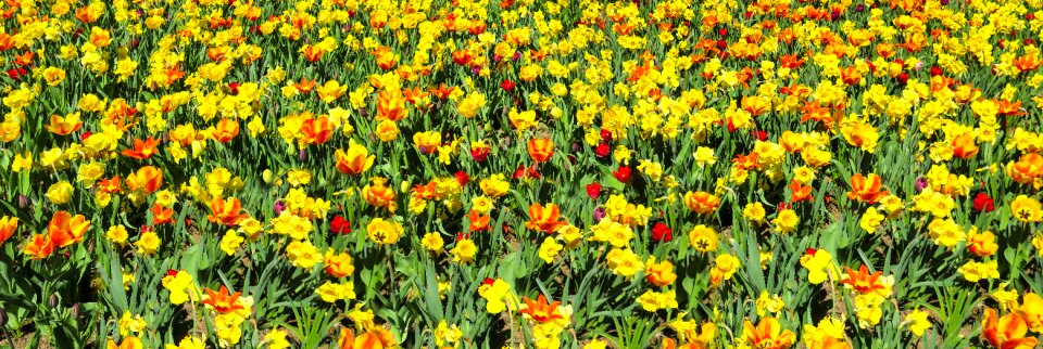 Tulips daffodils osterglocken photo