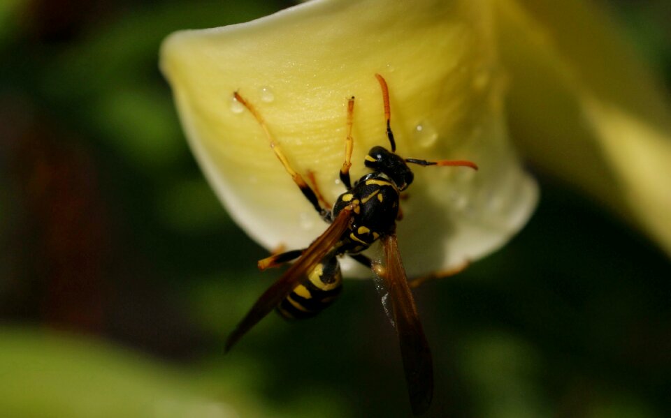 Flowers macro insect